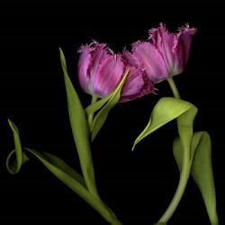 Pink Tulips 1 | Obraz na stenu