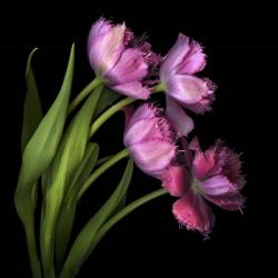 Pink Tulips 2 | Obraz na stenu