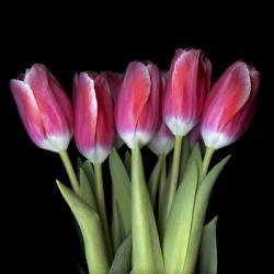 Pink Tulips 3 | Obraz na stenu
