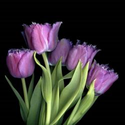 Pink Tulips 6 | Obraz na stenu