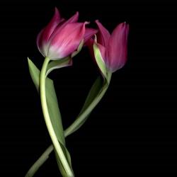 Pink Tulips 9 | Obraz na stenu