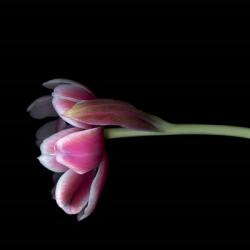 Pink Tulips 11 | Obraz na stenu