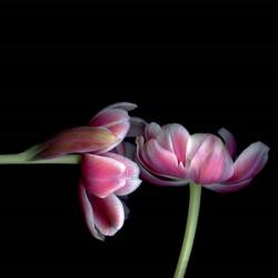 Pink Tulips 12 | Obraz na stenu
