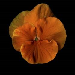 Pure Eye Candy - Orange Violets 2 | Obraz na stenu