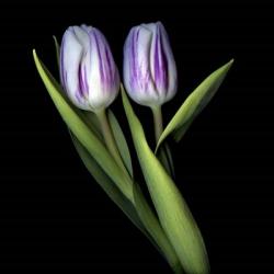 Purple And White Tulips | Obraz na stenu