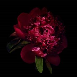 Red Peony 1 | Obraz na stenu