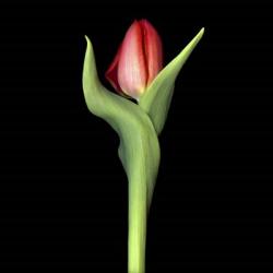 Red Tulip 2 | Obraz na stenu