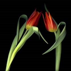Red Tulips 7 | Obraz na stenu