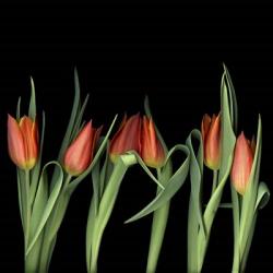 Red Tulips 8 | Obraz na stenu
