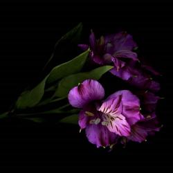 Royalty - Alstroemeria | Obraz na stenu