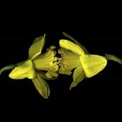 Still Kissing - Daffodils | Obraz na stenu