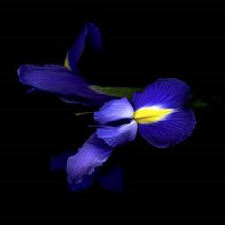 The Sensuality Of The Blue Iris | Obraz na stenu
