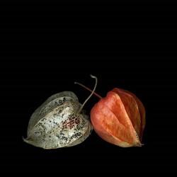To Be And Not To Be - Physalis | Obraz na stenu