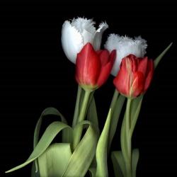 Tulips From Amsterdam | Obraz na stenu