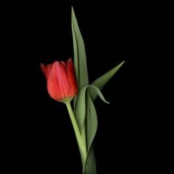 Valentine Where Are You - Red Tulip | Obraz na stenu