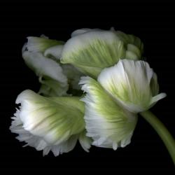 White And Green Parrot Tulip | Obraz na stenu