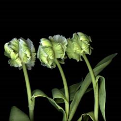 White Parrot Tulips | Obraz na stenu