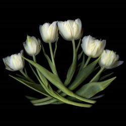 White Tulips | Obraz na stenu
