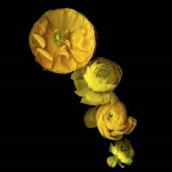 Yellow Cascade - Ranunculus | Obraz na stenu