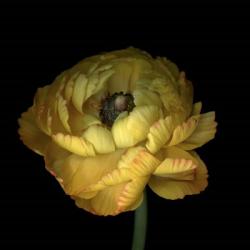 Yellow Ranunculus | Obraz na stenu