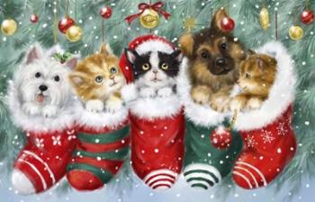 Cats in Stockings | Obraz na stenu