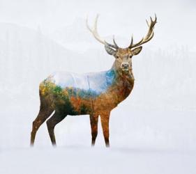 Deer 1 | Obraz na stenu