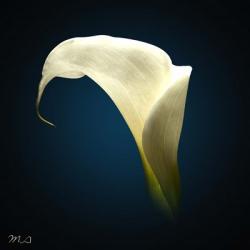 Cala Lily 1 | Obraz na stenu