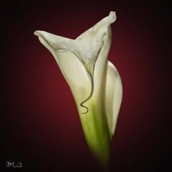 Cala Lily 2 | Obraz na stenu