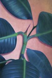 Ficus Elastica | Obraz na stenu