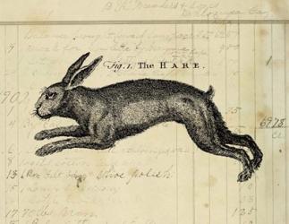 The Hare | Obraz na stenu