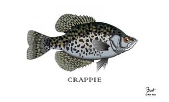 Crappie Fish | Obraz na stenu
