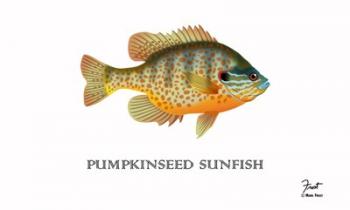 Pumpkinseed Sunfish | Obraz na stenu