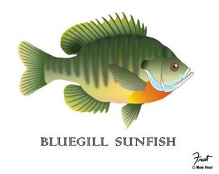 Bluegill Sunfish | Obraz na stenu