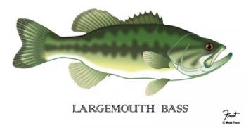 Largemouth Bass | Obraz na stenu