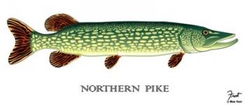 Northern Pike | Obraz na stenu