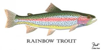 Rainbow Trout | Obraz na stenu