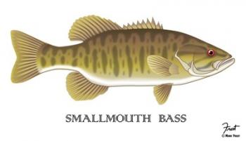 Smallmouth Bass | Obraz na stenu