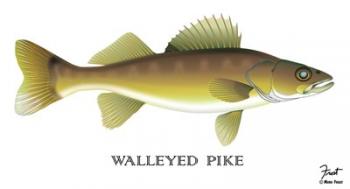 Walleyed Pike | Obraz na stenu