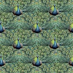 Royal Peacock Pattern | Obraz na stenu