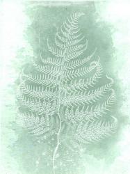 Fern 3 | Obraz na stenu
