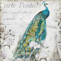 Peacock Rose | Obraz na stenu
