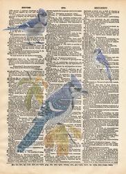 Blue Jay | Obraz na stenu