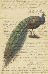 Peacock Script | Obraz na stenu