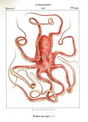 Octopus Etching | Obraz na stenu