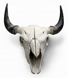 Cow Skull | Obraz na stenu