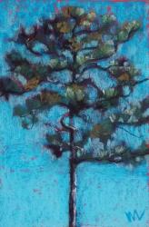 Tall Pine, Blue Sky, Julington Durbin Preserve Series | Obraz na stenu