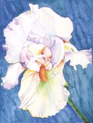 White Iris | Obraz na stenu