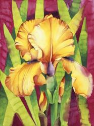 Yellow Iris W/ Maroon Back | Obraz na stenu