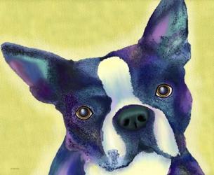Boston Terrier 1 | Obraz na stenu