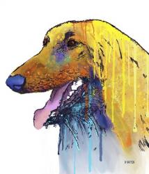 Afghan Hound 2 | Obraz na stenu